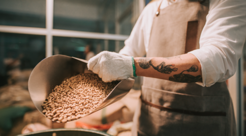 Man scooping raw coffee beans from a bucket